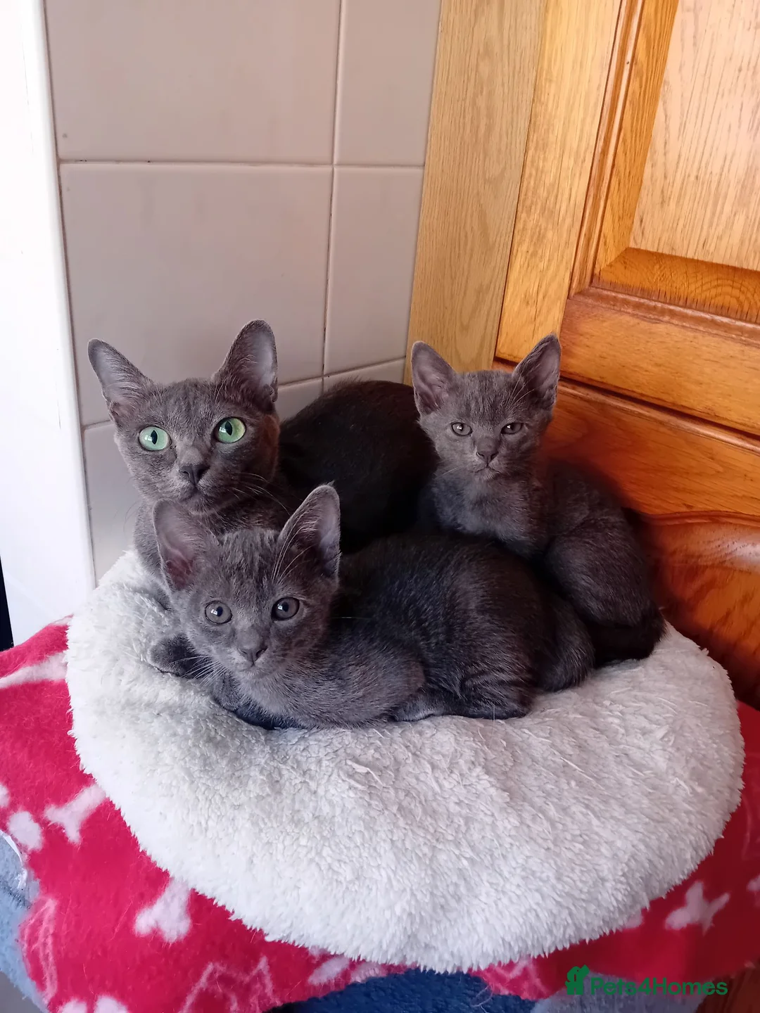 Korat cats for sale: Jasumik Korats  in Swansea - Advert 1