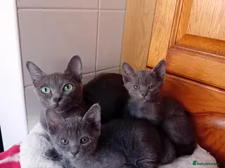 Korat cats Jasumik Korats - Advert 1