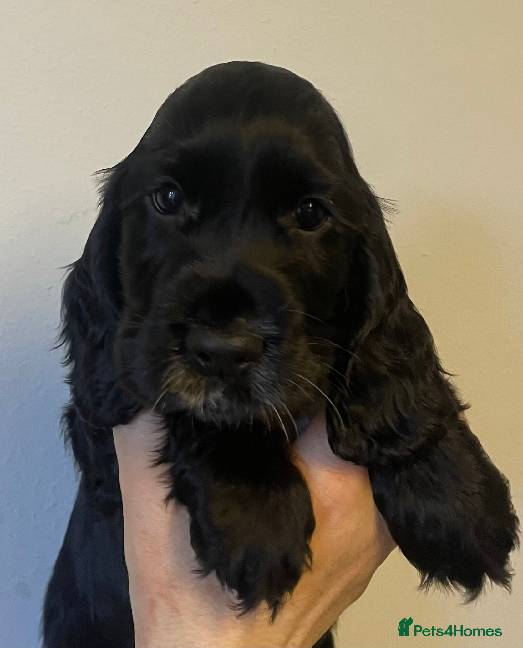 Cocker Spaniel dogs Show cocker spaniels. - Advert 1