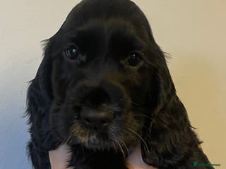 Cocker Spaniel dogs Show cocker spaniels. - Advert 1