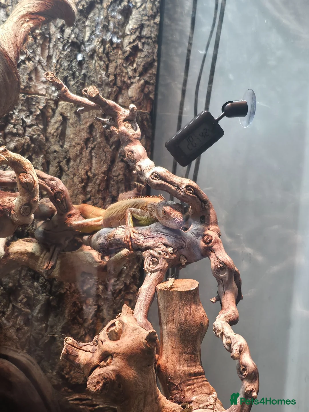 Iguana reptiles for sale: Beautiful lemon red iguana  - Advert 2