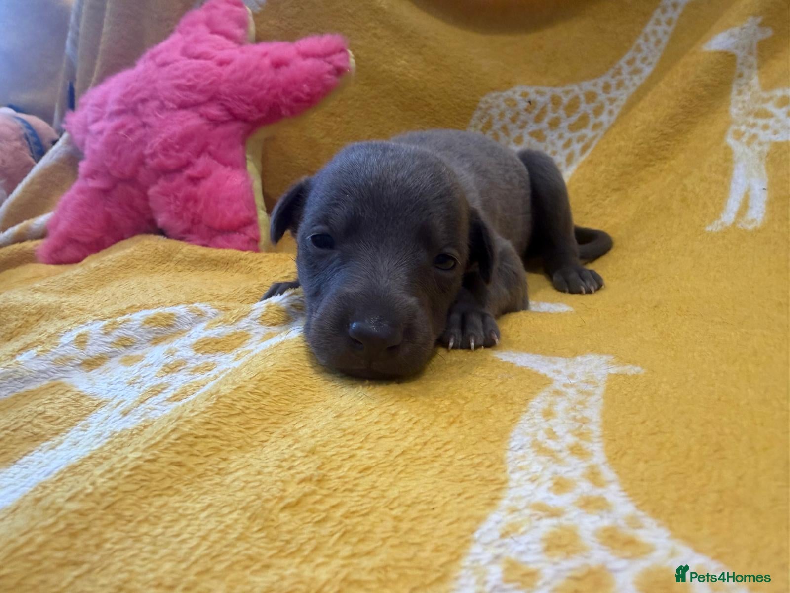 Whippet dogs Stunning kc reg blue whippet pups  - Advert 1