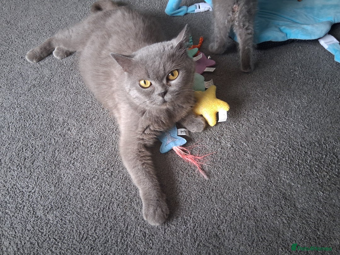 British Shorthair cats for sale: Adorable British short hair Kittens  - Image 4
