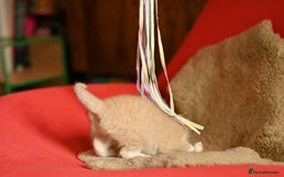 British Shorthair cats for sale: ⭐Rare Cream British Shorthair Boy ⭐  - Image 14