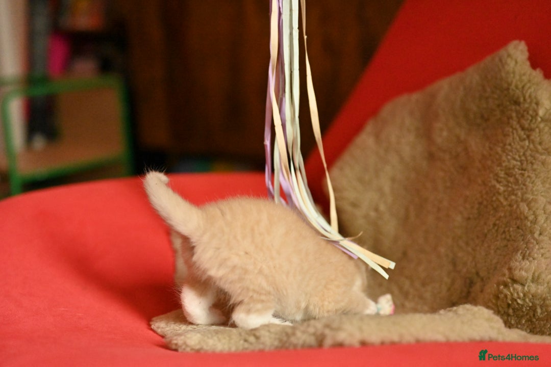 British Shorthair cats for sale: ⭐Rare Cream British Shorthair Boy ⭐  - Image 14