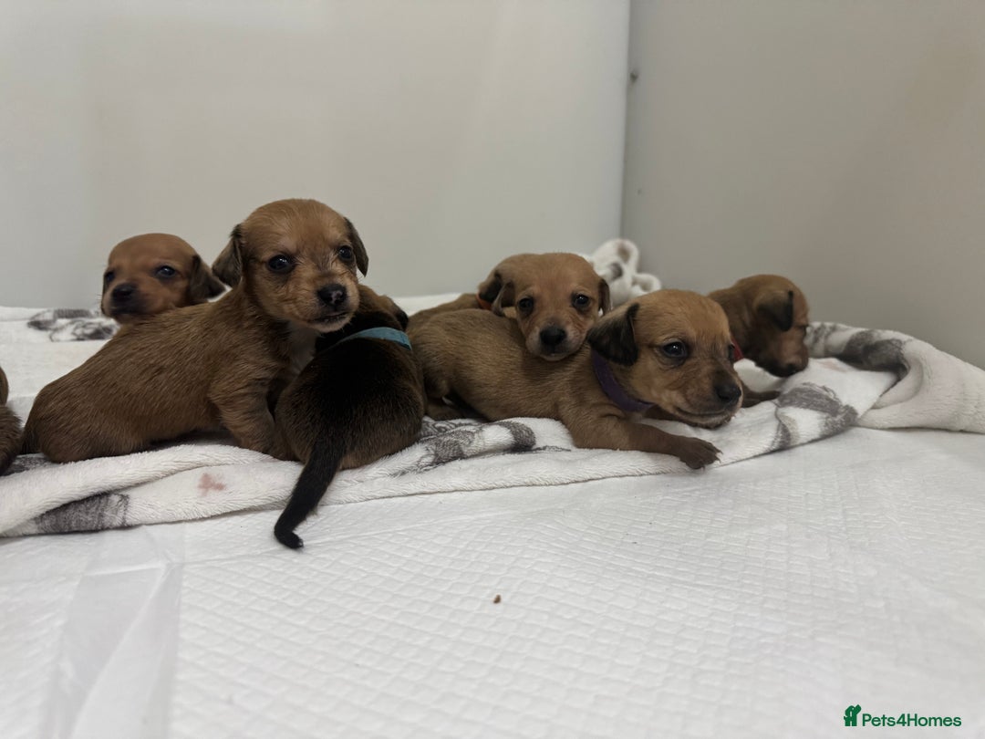 Mixed Breed dogs for sale: Dachshund x Maltese puppies  - Advert 4