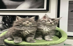 Maine Coon cats for sale: Stunning Mainecoon Kittens - Image 21