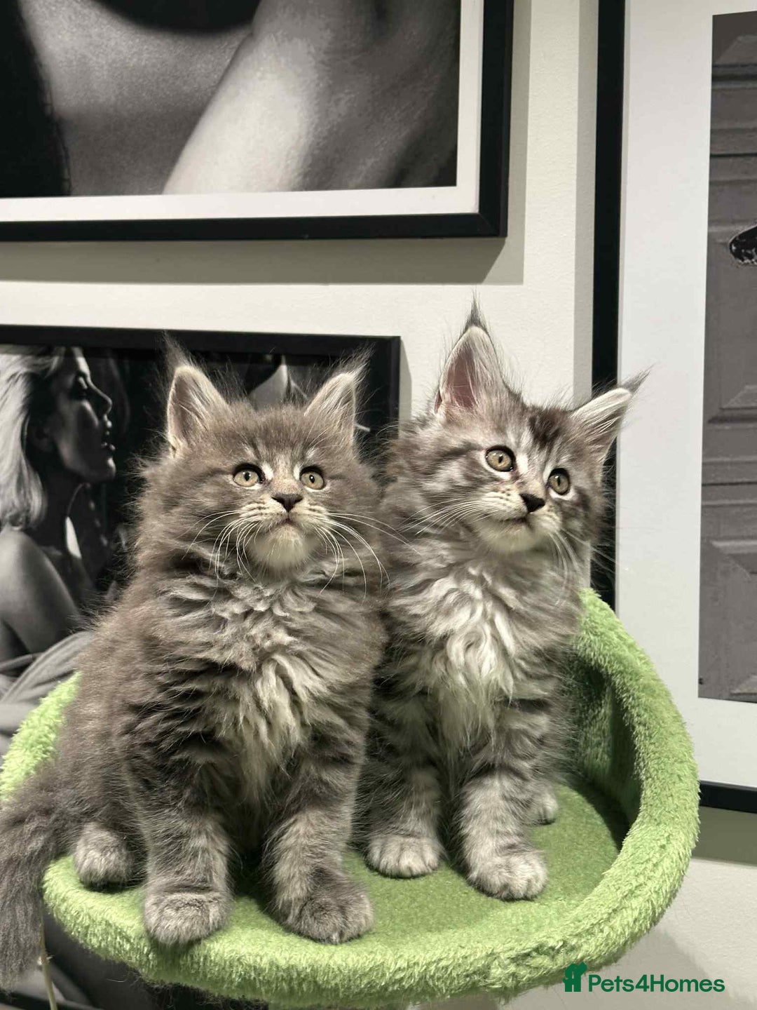 Maine Coon cats for sale: Stunning Mainecoon Kittens - Image 21