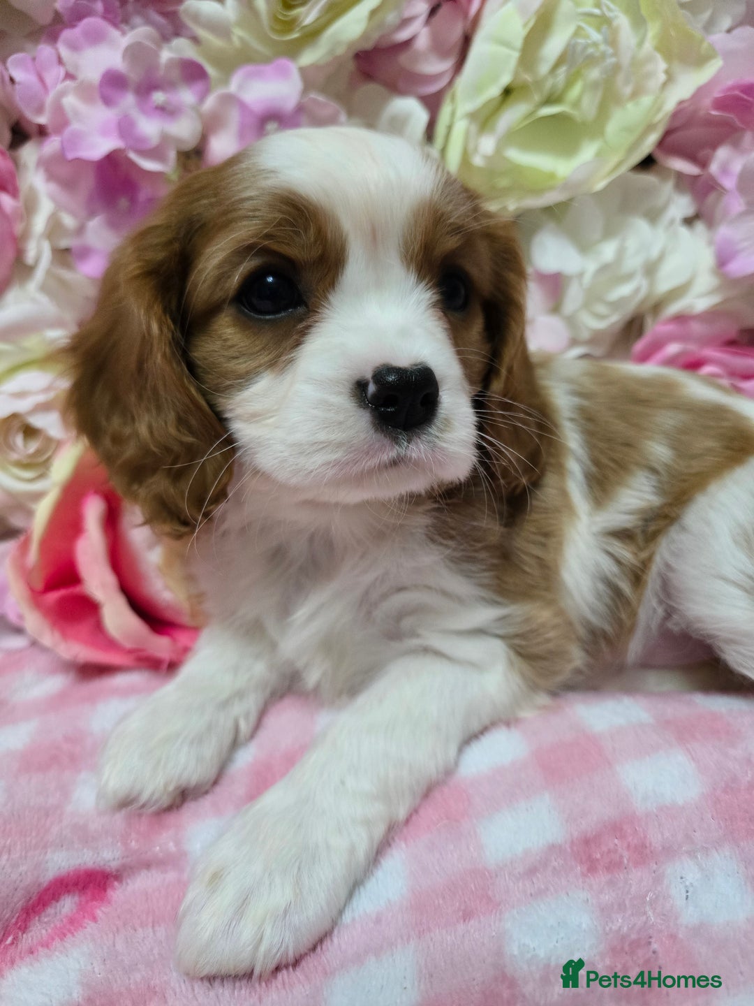 Cavalier King Charles Spaniel dogs for sale: KC registered from Health Tested parents  - Advert 9