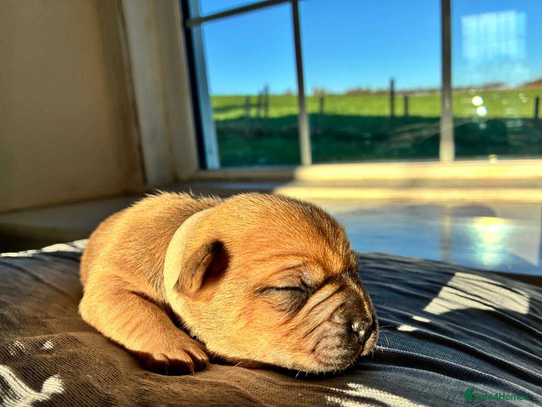 Jug dogs for sale: Jug Puppies  - Advert 12