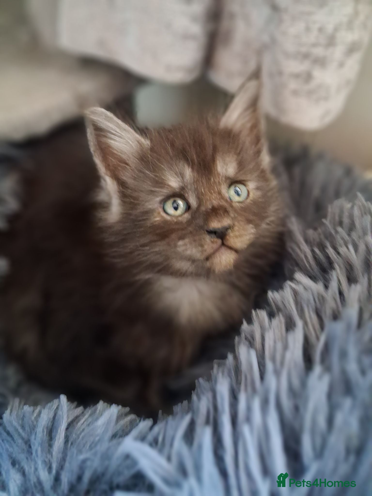 Maine Coon cats 🐾 **Beautiful Maine Coon Kittens for Sale** 🐾 - Advert 11