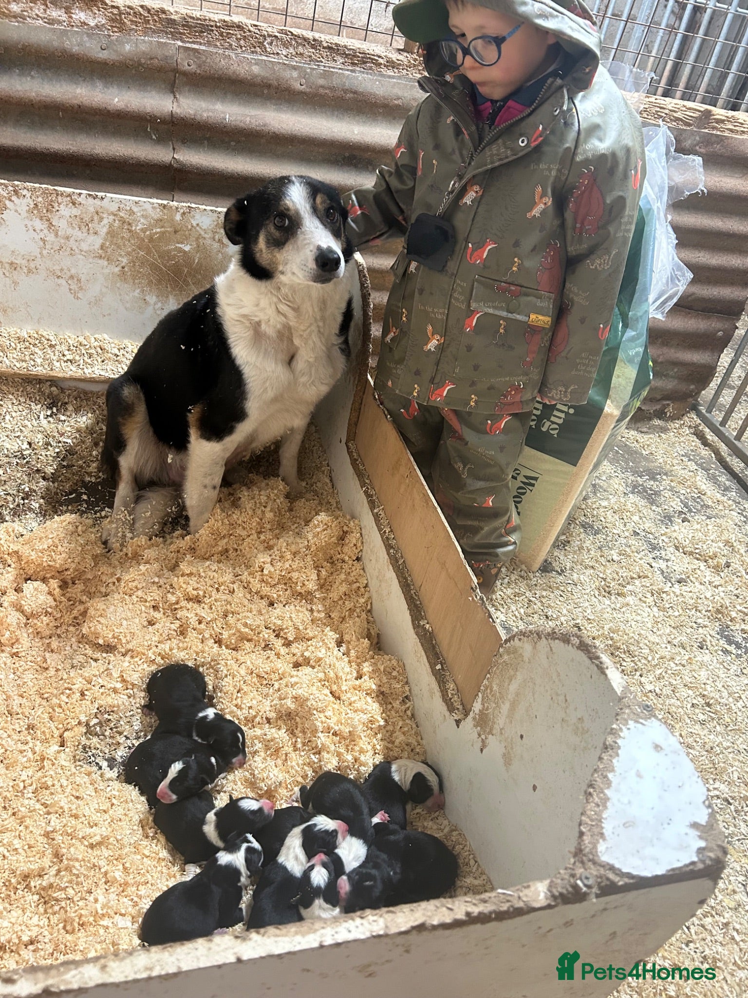 Border Collie dogs ISDS registered pups - Advert 2