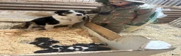 Border Collie dogs for sale: ISDS registered pups - Advert 2