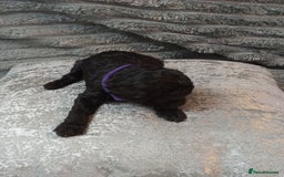 Jackapoo dogs for sale: Beautiful Jackapoos puppies - Advert 22