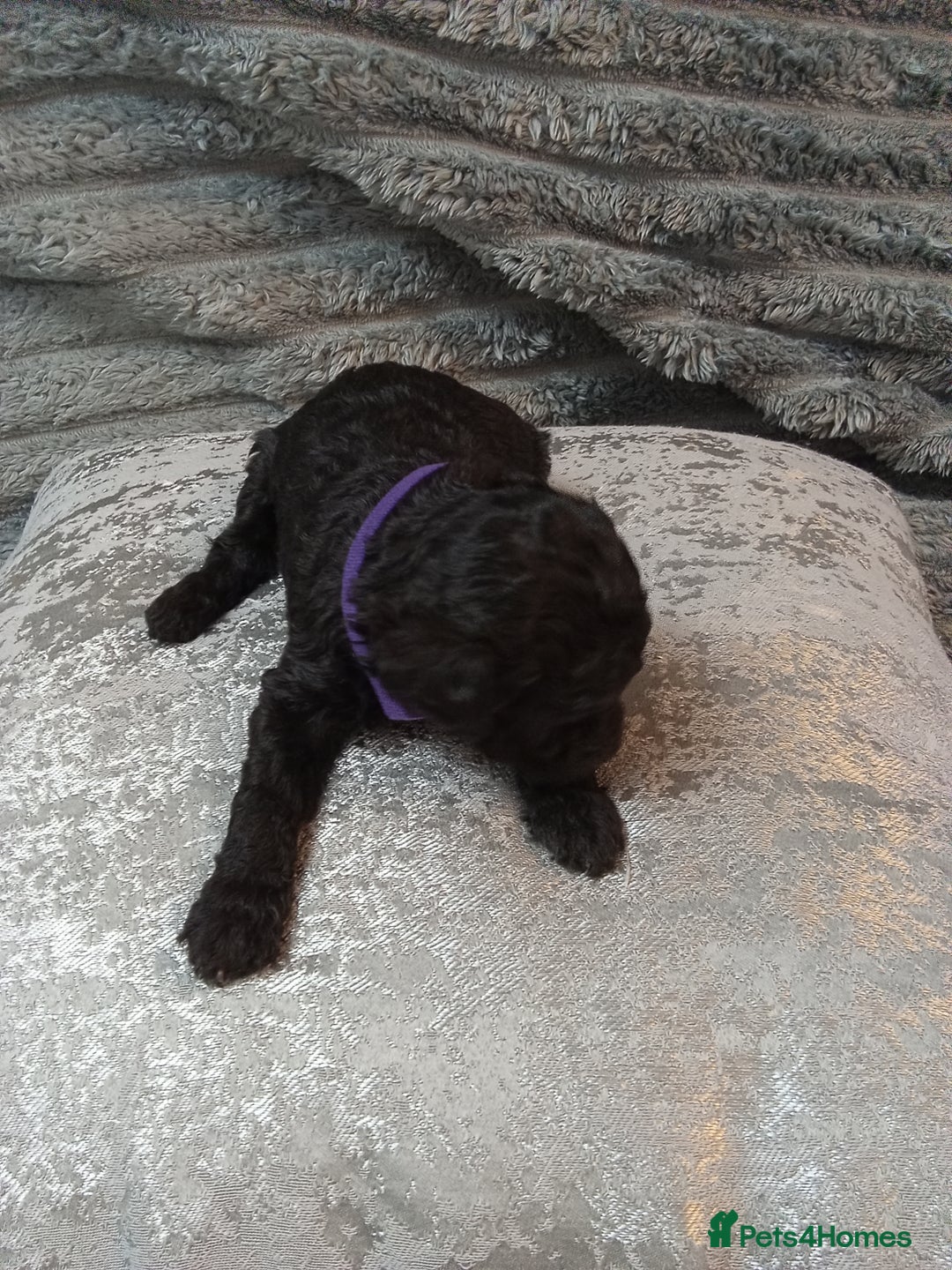 Jackapoo dogs for sale: Beautiful Jackapoos puppies - Advert 22