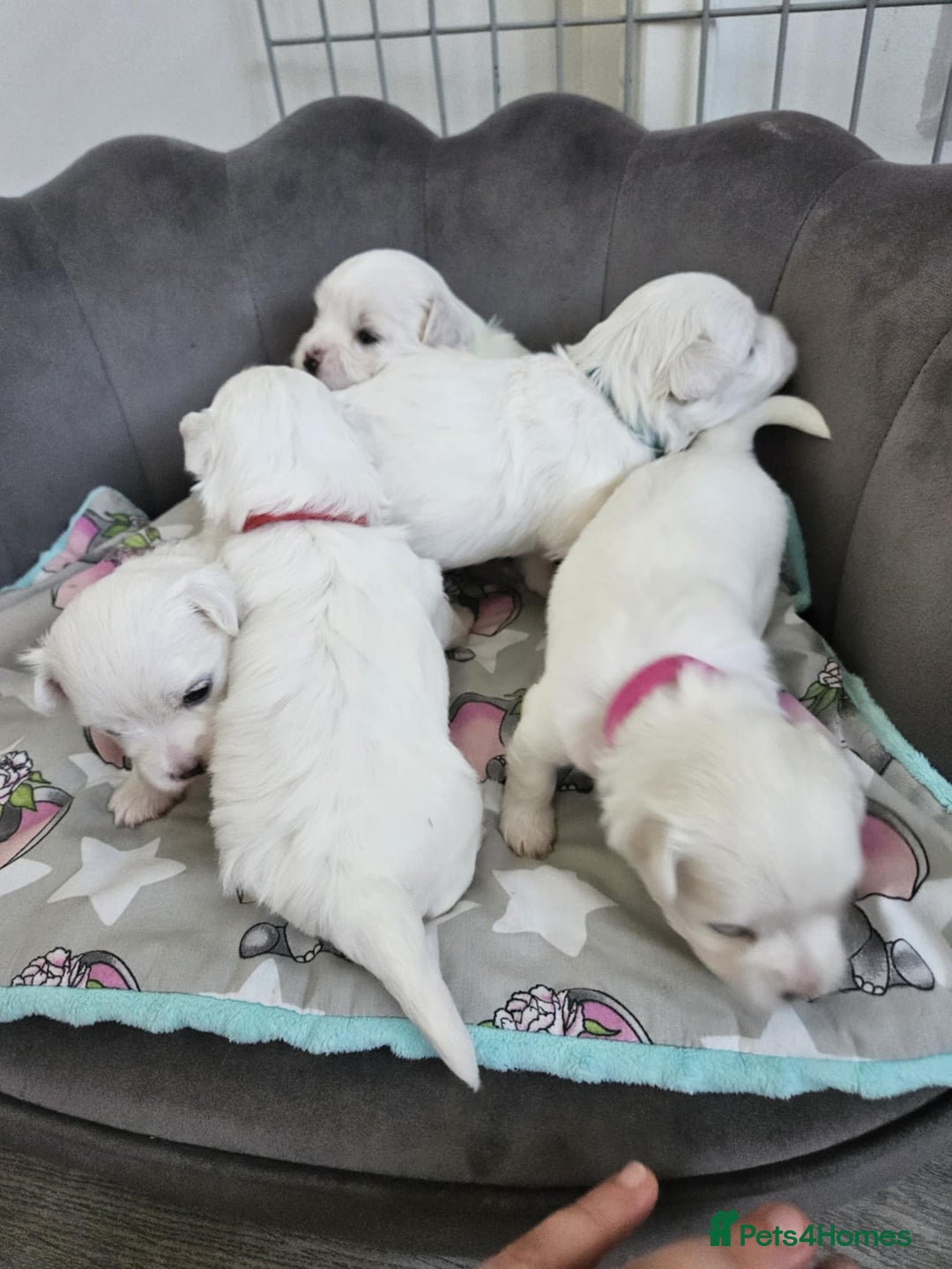 Maltese dogs for sale: 🐾 Adorable Maltese Puppies 🐾  - Image 6