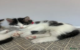 British Longhair cats for sale: Stunning friendly kittens - Image 19