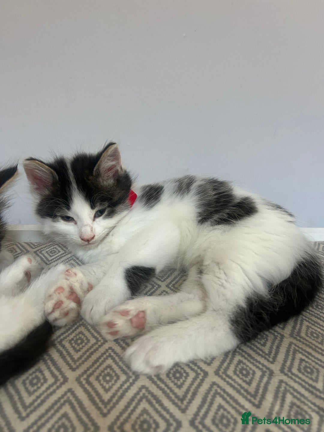 British Longhair cats for sale: Stunning friendly kittens - Image 19
