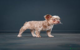 French Bulldog dogs for sale: QUALITY FLUFFY FRENCHIE'S  - Image 5