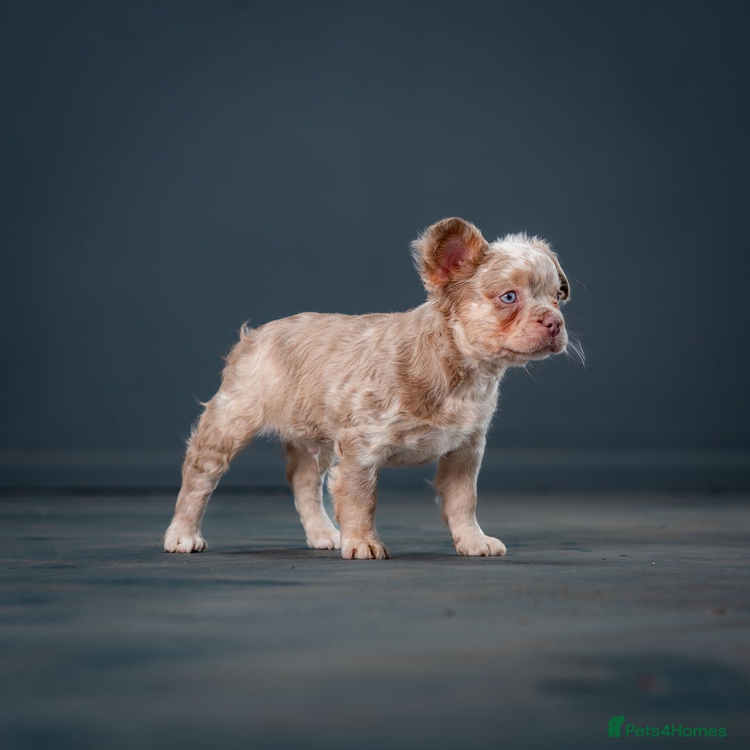 French Bulldog dogs for sale: QUALITY FLUFFY FRENCHIE'S  - Image 5
