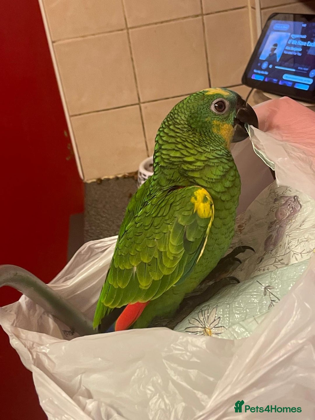 Parrots birds for sale: Beautiful blue front Amazon  - Advert 18