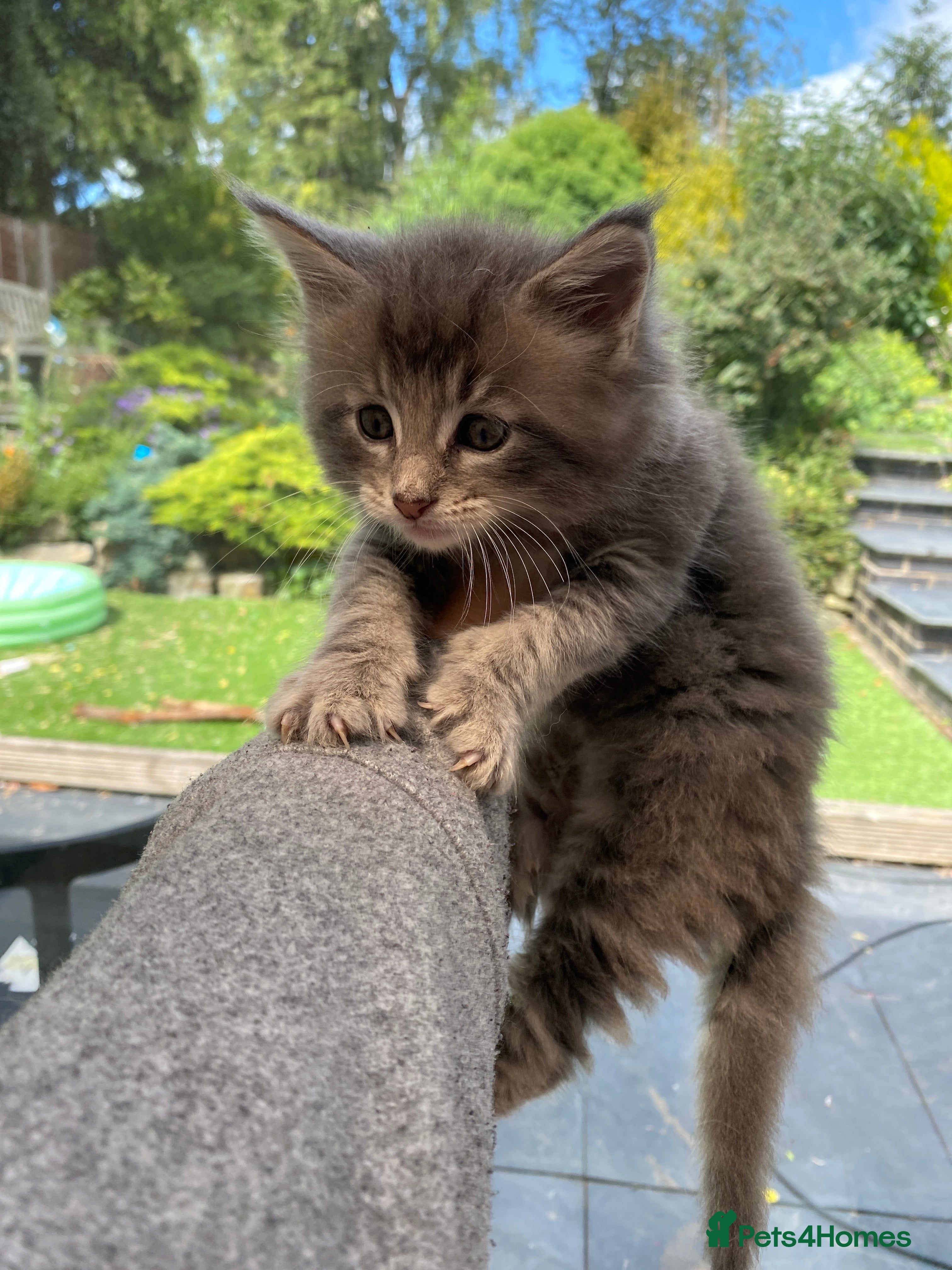 Maine Coon cats for sale: Stunning litter of 3 Maine Coon Female Kittens  - Advert 10