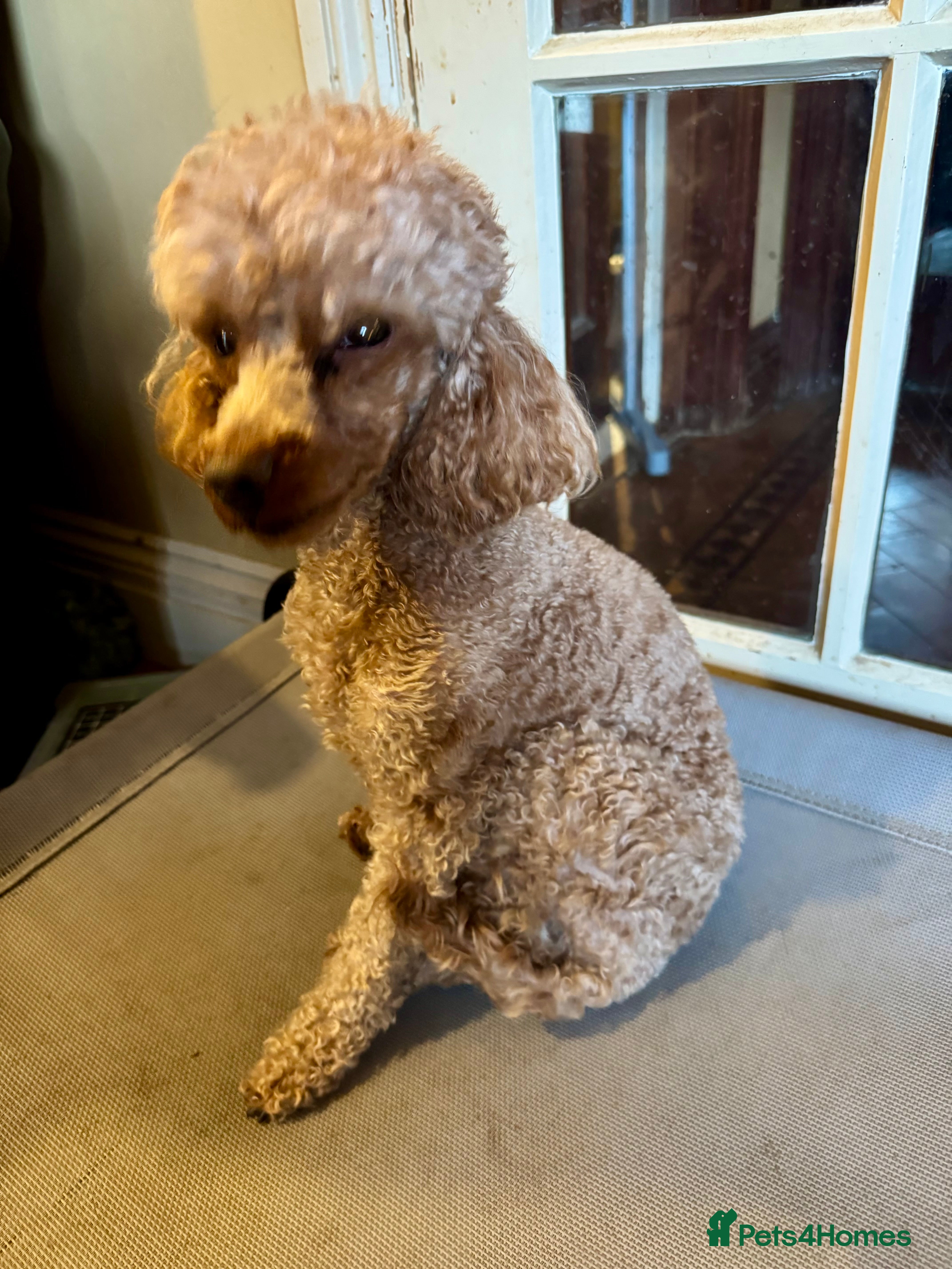 Toy Poodle dogs The ultimate Toy Poodle stud.. KC - Advert 1