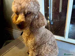 Toy Poodle dogs The ultimate Toy Poodle stud.. KC - Advert 1