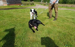 Mixed Breed dogs for adoption: SHEAMUS - a handsome boy for an experienced Owner - Image 20