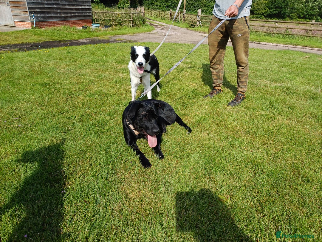 Mixed Breed dogs for adoption: SHEAMUS - a handsome boy for an experienced Owner - Image 20