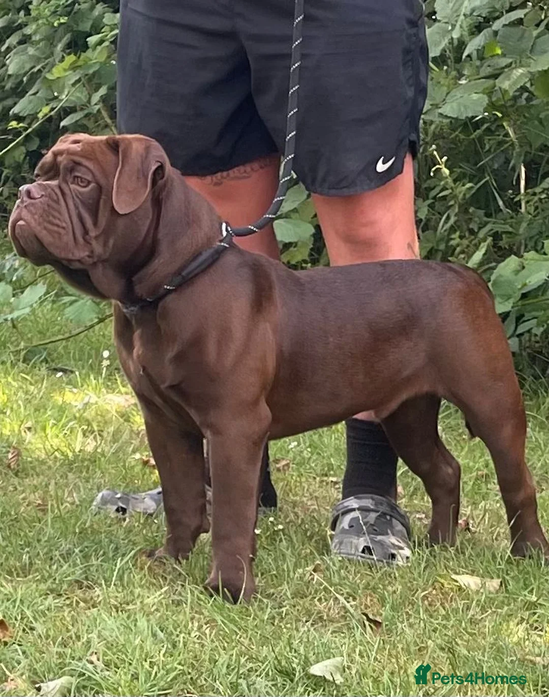Olde English Bulldogge dogs for stud: Don Julio up for stud 🥃 🇧🇷 🇬🇧  - Advert 8