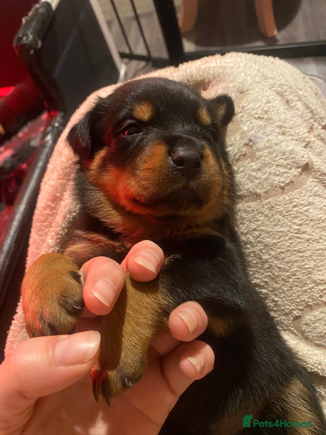 Rottweiler dogs for sale: Hulk and Ruby Rottweiler puppies  - Advert 7