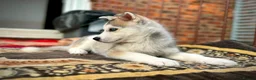 Siberian Husky dogs for sale: Beautiful puppies  - Advert 32