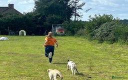 Mixed Breed dogs for adoption: Donut - Norwich Norfolk  - Image 10