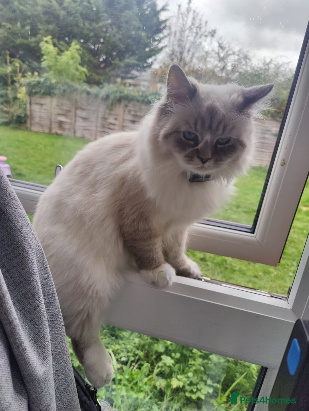 Siberian cats for sale: Siberian Neva Masquerade  - Image 5