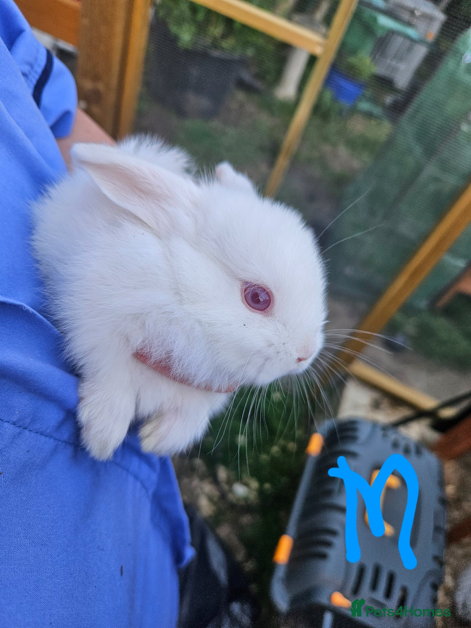 Mixed Breed rabbits Minilopxamericanblue  - Advert 14