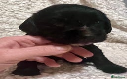 Cocker Spaniel dogs for sale: Fully health tested KC reg working Cocker Spaniels - Image 24