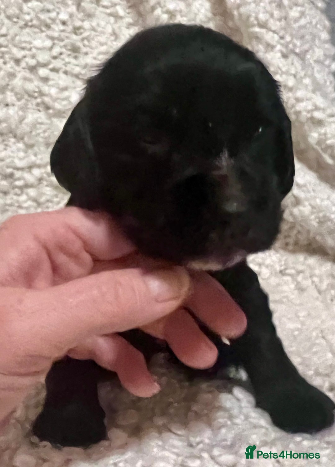 Cocker Spaniel dogs for sale: Fully health tested KC reg working Cocker Spaniels - Image 24