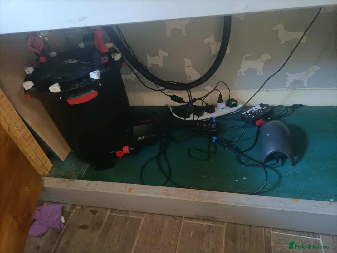 Other/Mixed Breed fish for sale: 5ft fish tank with fish - Image 7