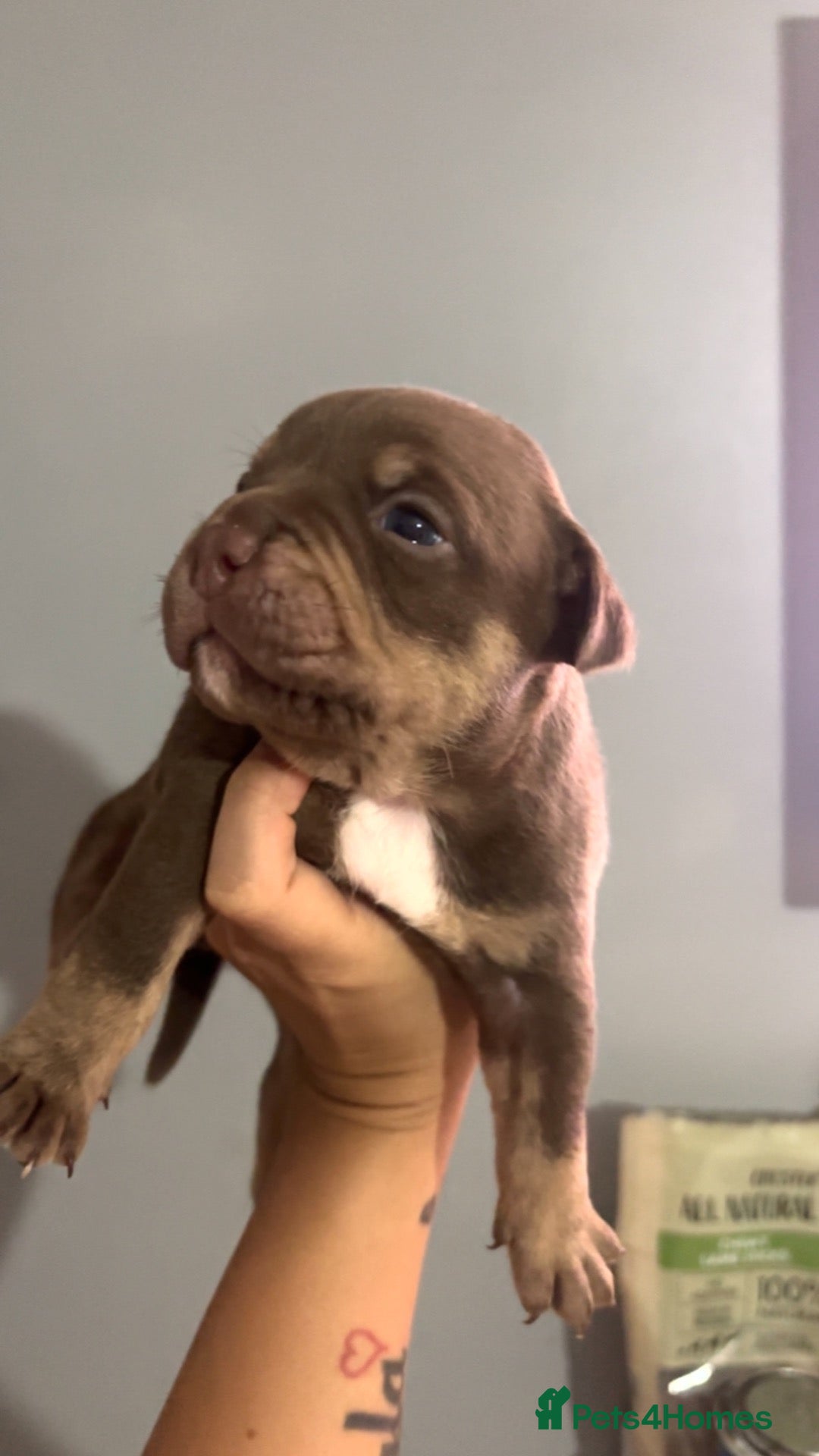American Bully dogs American micro bully’s  - Advert 8