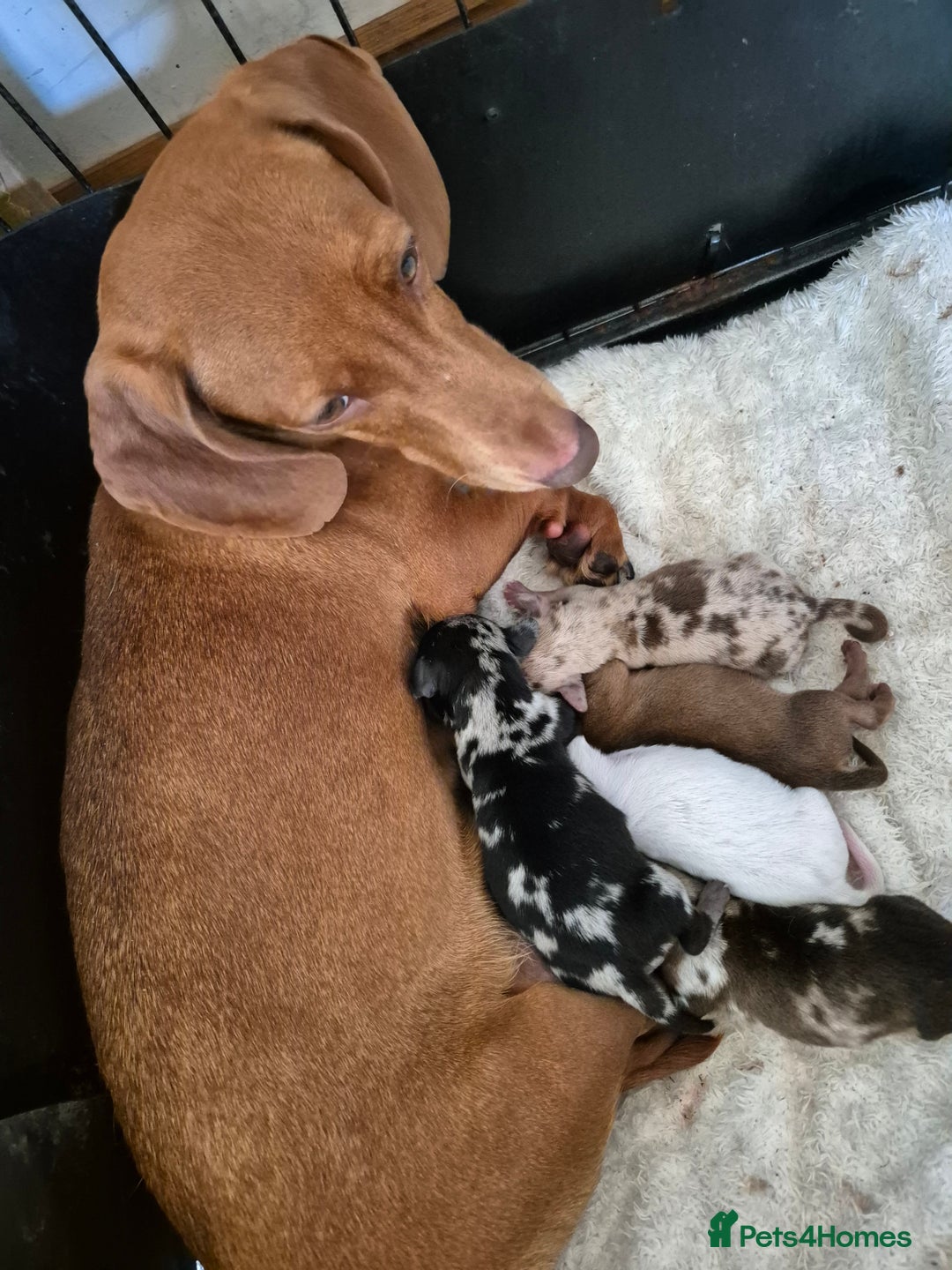 Miniature Dachshund dogs for sale: PRA CLEAR MINIATURE DACHSHUND PUPPIES  - Image 7