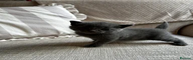 Russian Blue Kitten 1