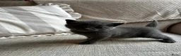 Russian Blue cats for sale: Two beautiful Russian blue kittens for sale  - Advert 3