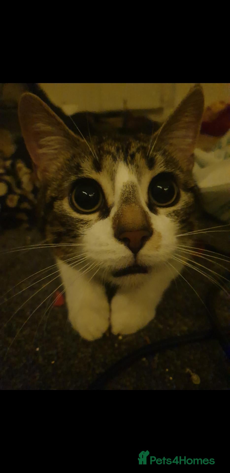 Mixed Breed cats Sweet and affectionate Mickey - comes with things - Advert 5