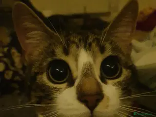 Mixed Breed cats Sweet and affectionate Mickey - comes with things - Advert 1