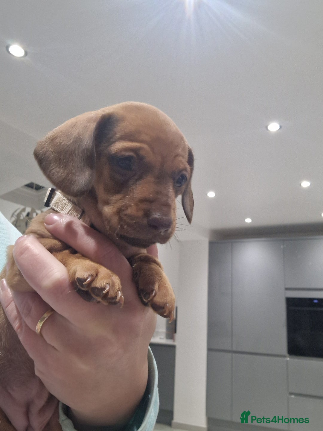Dachshund dogs for sale: Littre of 7 Dachshund puppies ONLY 1 GIRLS LEFT !! - Advert 22