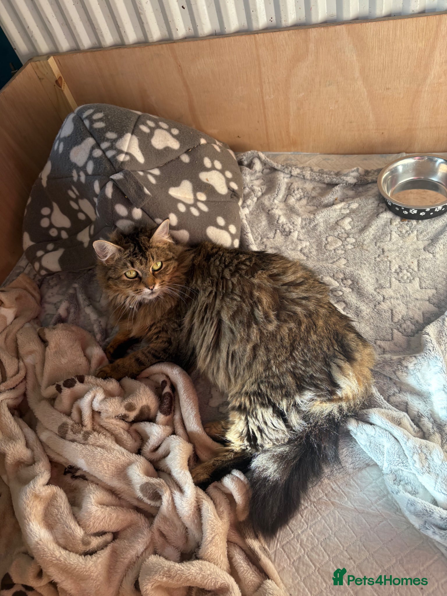 Mixed Breed cats Siberian x Maine coon x domestic kittens 🐈‍⬛  - Advert 1
