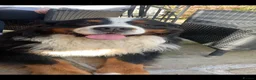 Mixed Breed dogs for sale: Bernese Mountain Dog x Alaskan Malamute puppies  - Advert 10
