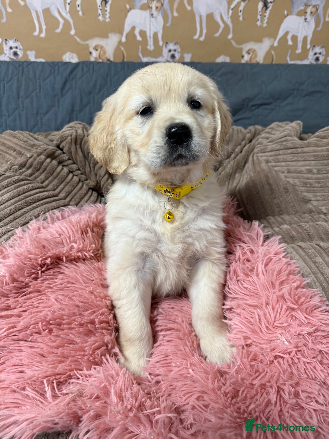 Golden Retriever dogs for sale: Kc registered DNA clear Golden Retriever Puppies - Advert 8