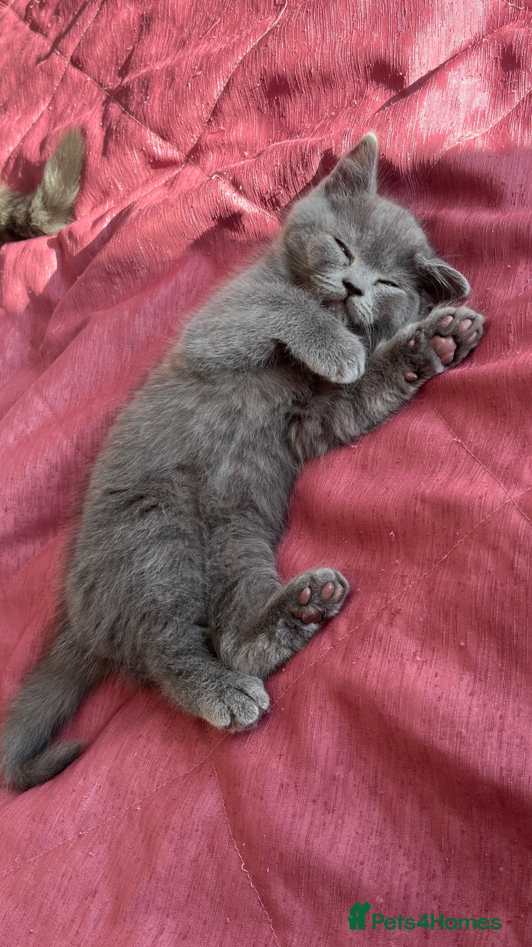 Scottish Fold cats for sale: Beautiful blue female kitten  - Advert 1